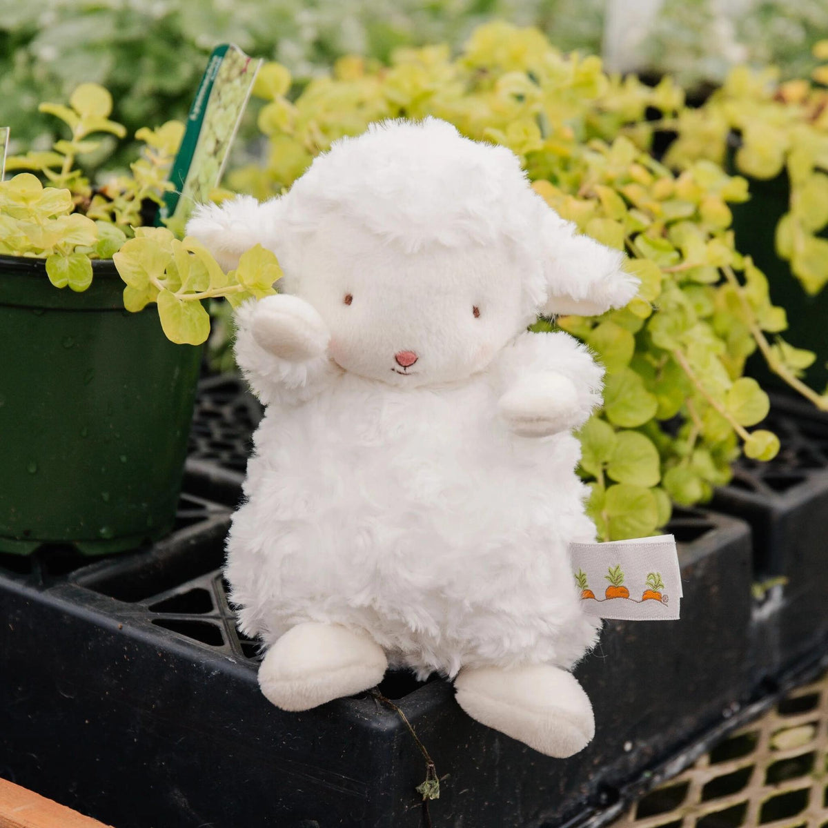 Wee Kiddo Lamb White