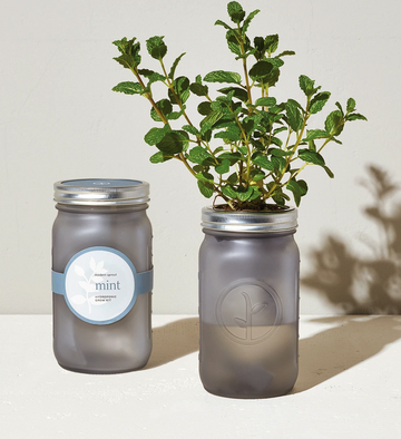 Mint Hydroponic Garden Jars